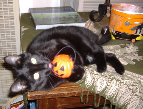 Safety Tips for Your Pets Before, During and After Halloween!
